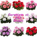 Afbeelding van Geranium Staand P12 Divers import